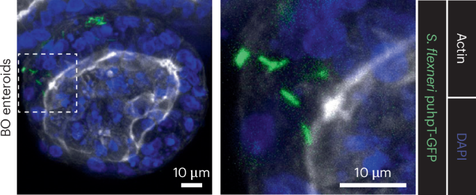 Capturing host–microbe interactions | Nature Methods