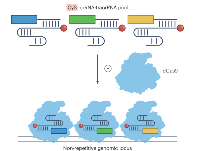 Enhancing CRISPR DNA imaging | Nature Methods