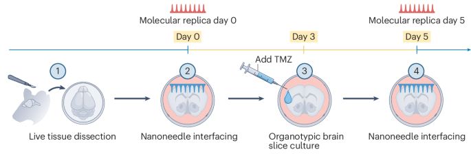 Spatiotemporal lipidomics in living tissue
