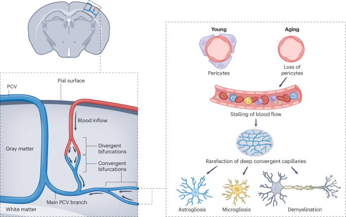 The brain drain puts aging myelin in deep trouble