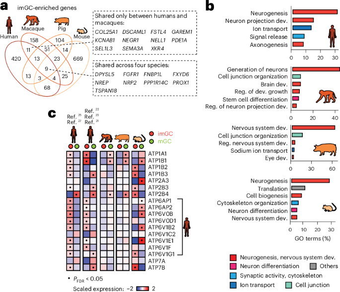 Cross-species analysis of adult hippocampal neurogenesis reveals human-specific features