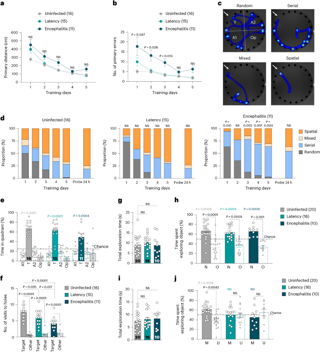 Toxoplasma gondii infection and chronic IL-1 elevation drive hippocampal DNA double-strand break signaling, leading to cognitive deficits