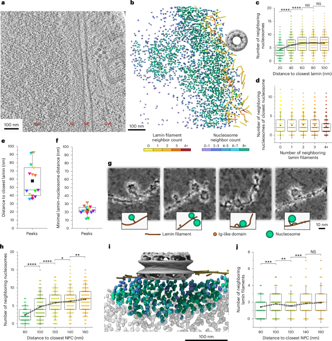The molecular basis of lamin-specific chromatin interactions