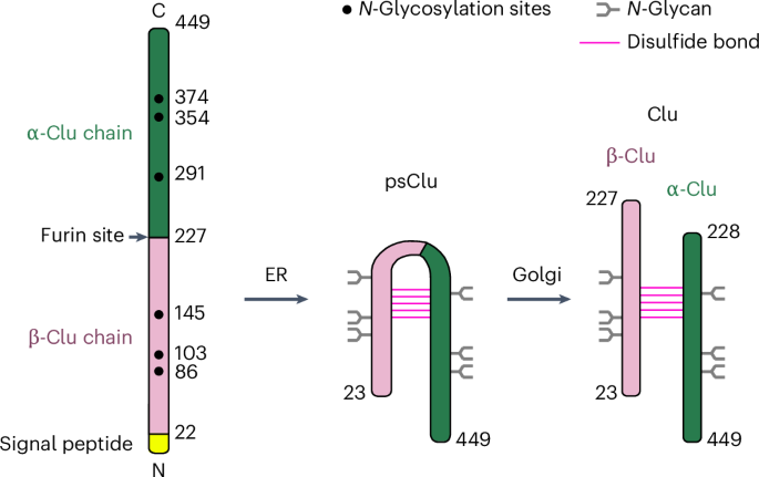 Structural analyses define the molecular basis of clusterin chaperone function
