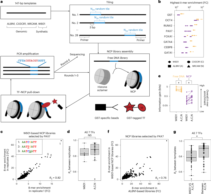DNA bendability regulates transcription factor binding to nucleosomes