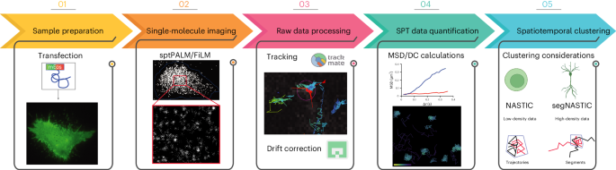 Nanoscale spatiotemporal cluster analysis of expressed and endogenous proteins