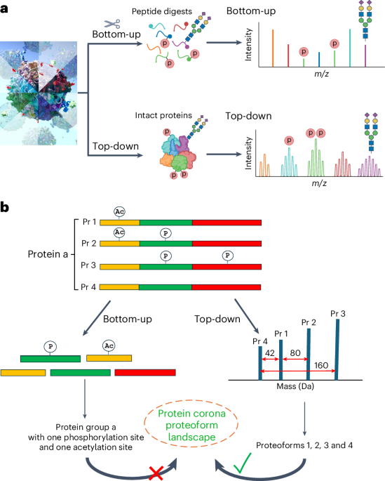 Mass spectrometry-based top-down proteomics for proteoform profiling of protein coronas