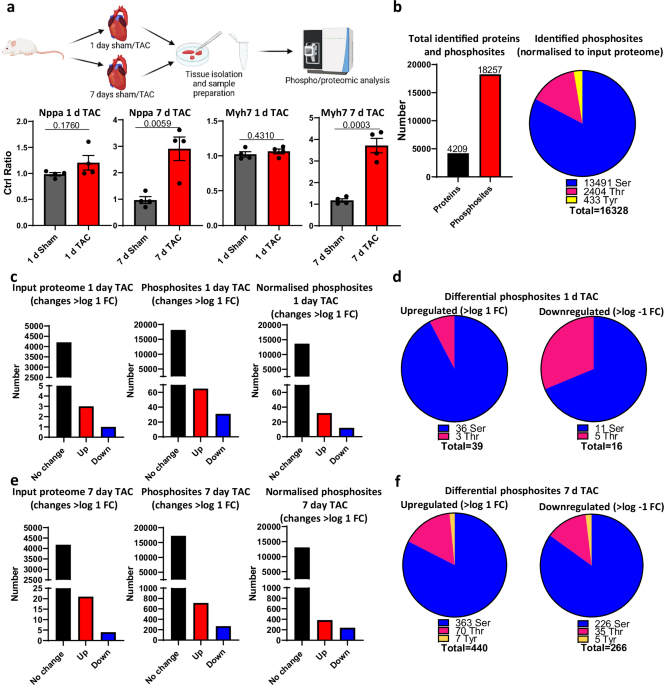 The cardiac phospho-proteome during pressure overload in mice