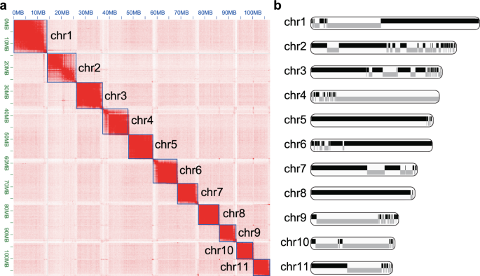 Chromosome-level genome assembly of Marco Polo Blister Beetle (Hycleus marcipoli)