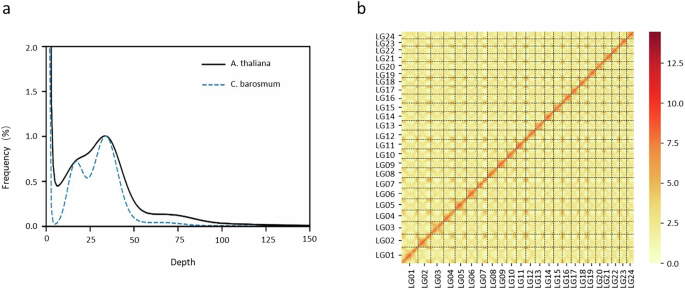 Genome assembly at the chromosome level of Clinopodium barosmum