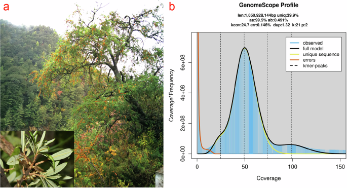 Chromosome-level genome assembly of Hippophae salicifolia