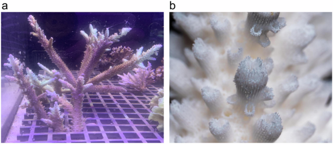 Re-annotation improved large-scale assembly of the reef-building coral Acropora intermedia