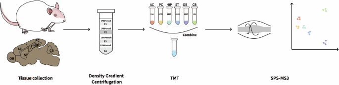 A Resource for Exploring Regional Diversity in the Male Rat Brain Synaptic Proteome