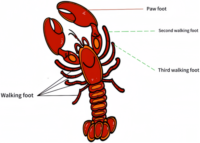 Hybrid strategy enhanced crayfish optimization algorithm for breast cancer prediction