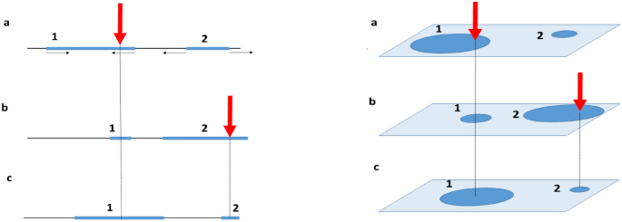 The critical dimension of memory engrams and an optimal number of senses