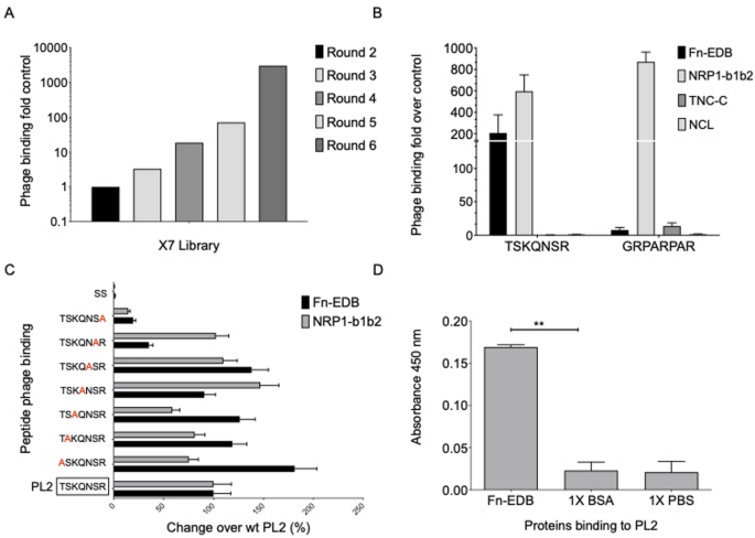 Targeting oncofetal fibronectin and neuropilin-1 in solid tumors with PL2 peptide