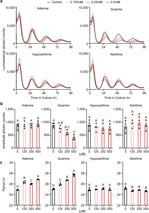 Guanine is an inhibitor of c-jun terminal kinases