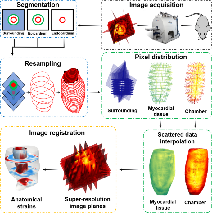 Complete spatiotemporal quantification of cardiac motion in mice through multi-view magnetic resonance imaging and super-resolution reconstruction