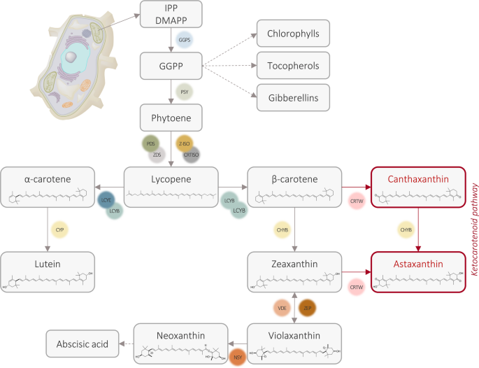 Metabolically engineered plant cell cultures as biofactories for the production of high-value carotenoids astaxanthin and canthaxanthin
