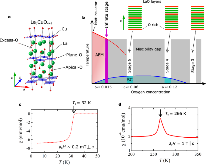 Superconductivity emerging from the Néel state in infinite-stage single-layer cuprate La $$_2$$ CuO $$_{4+\delta }$$
