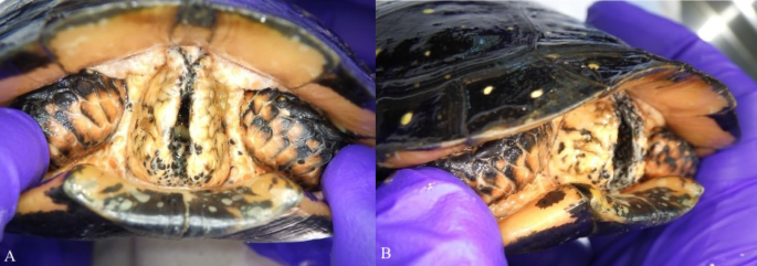 Anatomical and histological analysis of an undescribed cervical skin fold structure in spotted turtles (Clemmys gutatta)
