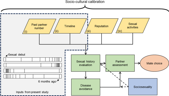 Sexual partner number and distribution over time affect long-term partner evaluation: evidence from 11 countries across 5 continents