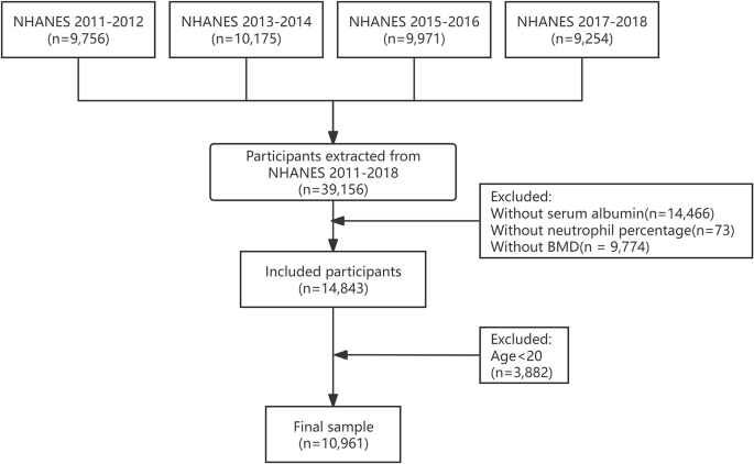 To explore the association between the neutrophil percentage to albumin ratio and low bone mineral density/osteoporosis based on NHANES 2011–2018