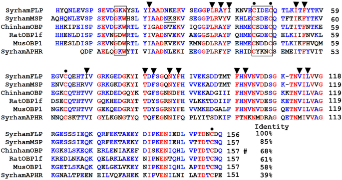Ligand binding and partial characterization of sex-specifically expressed lipocalins of submandibular and lacrimal glands of Syrian hamsters
