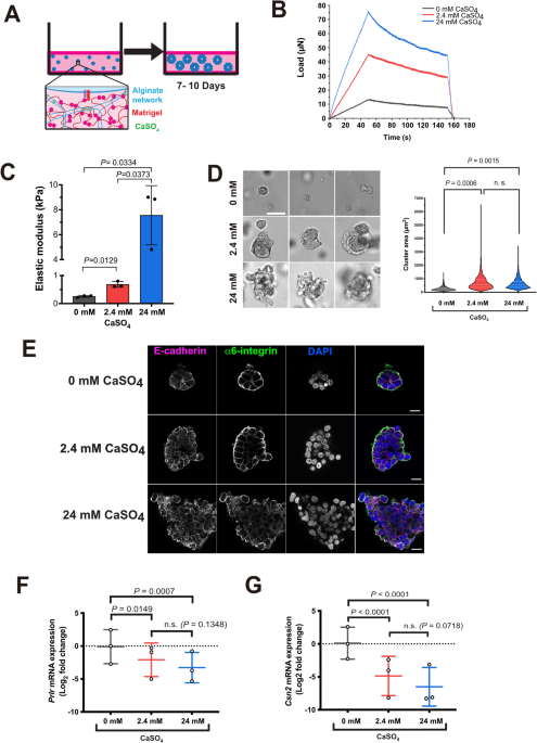 Matrix stiffness drives alterations in aldehyde metabolism, inducing DNA damage and transformation