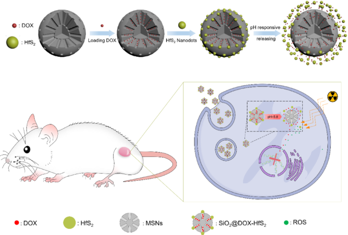 Constructing pH-sensitive silica-sulfide hafnium dot nanotherapeutics for synergistically enhanced chemoradiotherapy