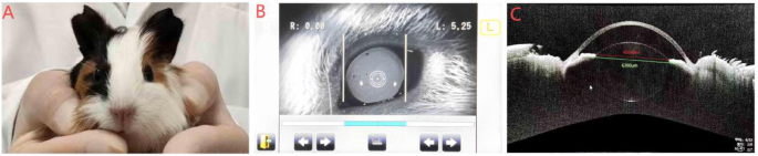 Digital measurement of pupil size, corneal size, and eccentricity in Guinea pigs using python compared with traditional OCT