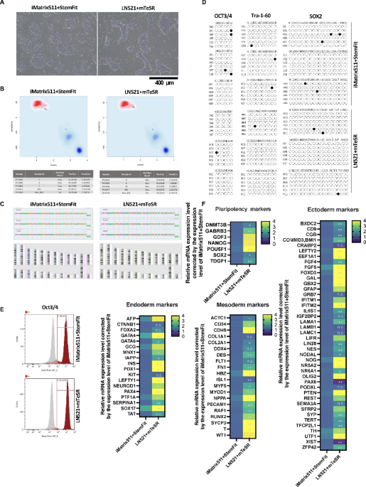 Effect of iPS cell culture medium on the differentiation potential of induced cardiac tissues
