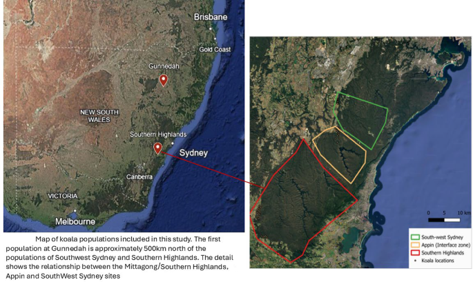 Evaluation of Chlamydia pecorum major outer membrane protein vaccine a management tool in wild koala (Phascolarctos cinereus) populations