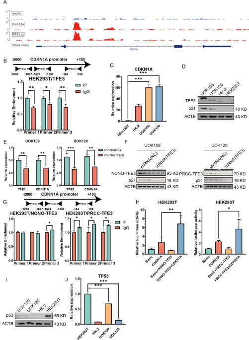 Transcriptionally up-regulation of CDKN1A/p21 by TFE3 fusion proteins worsened TFE3-rearranged renal cell carcinoma