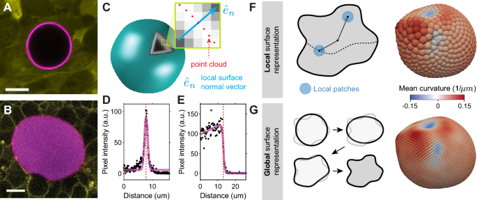 STRESS, an automated geometrical characterization of deformable particles for in vivo measurements of cell and tissue mechanical stresses