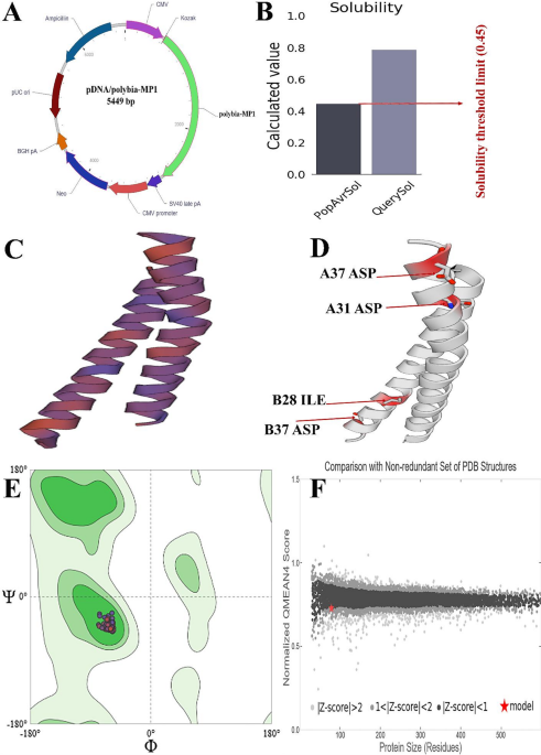 Investigating the effects of pcDNA3 polybia-MP1 on the apoptosis induction in lung cancer cell line