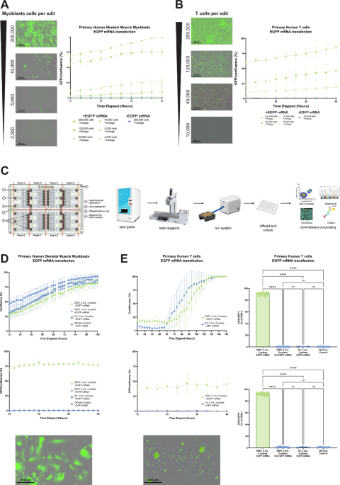 Miniaturized scalable arrayed CRISPR screening in primary cells enables discovery at the single donor resolution