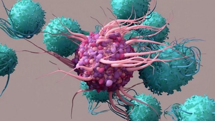 Mathematical modeling of tumor-immune dynamics: stability, control, and synchronization via fractional calculus and numerical optimization