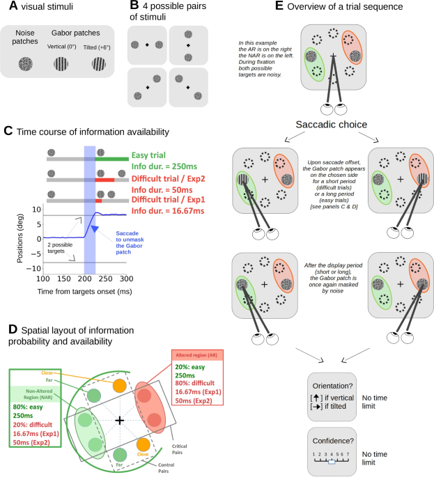 Task-relevant information availability shapes eye movements and perceptual judgment confidence