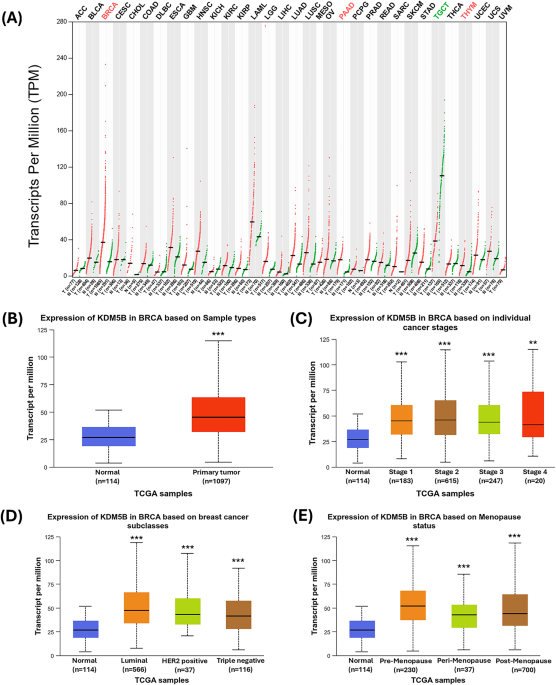 Abacavir enhances the efficacy of doxorubicin via inhibition of histone demethylase KDM5B in breast cancer