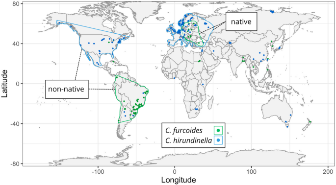 Contrasting niche dynamics in the invasion processes of two congeneric dinoflagellates