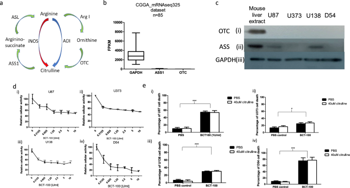 The therapeutic potential of pegylated arginase I treatment in glioblastoma