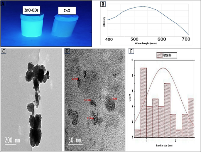 Eco-friendly fabrication of ZnO quantum dots using Brassica rapa (L.): metabolomic profiling and antimicrobial efficacy against foodborne pathogens supported by in-silico insights