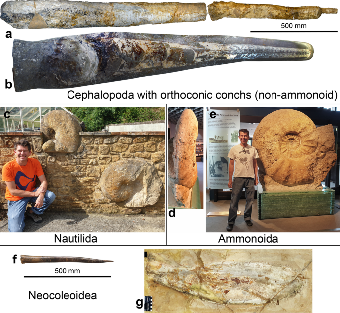 Cephalopod body size and macroecology through deep time