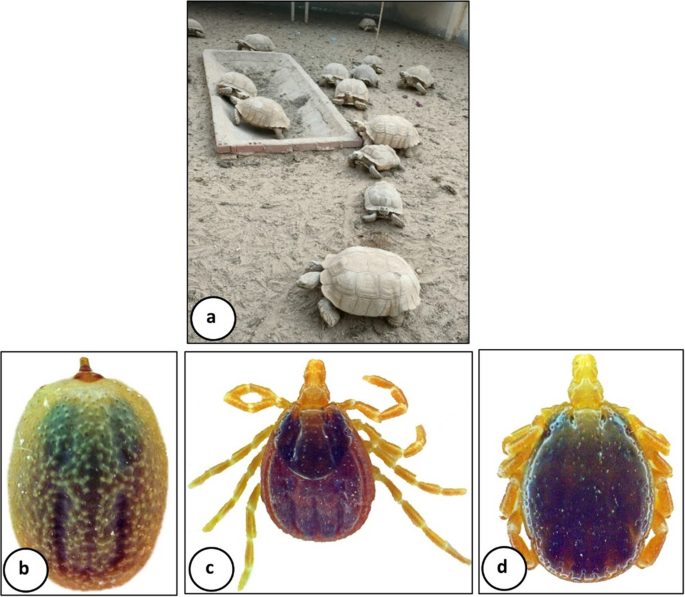 Assessment of Chlorella vulgaris as a biological control agent against tortoise tick Hyalomma aegyptium (Acari: Ixodidae) in Egypt