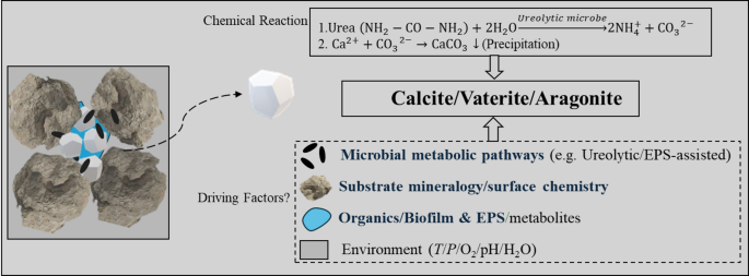 Effect of substrate mineralogy, biofilm and extracellular polymeric substances on bacterially induced carbonate mineralisation investigated with in situ nanoscale ToF-SIMS