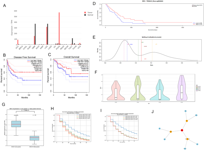 Methylation-induced suppression of BEX1 activates AKT/ERK/STAT3 signaling pathways regulating cell cycle and apoptosis in glioma