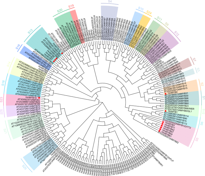 Phylogenetic and functional analysis of MYB genes unraveling its role involved in anthocyanin biosynthesis in H macrophylla