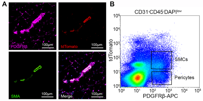 Screening and identification of muscle pericyte selective markers