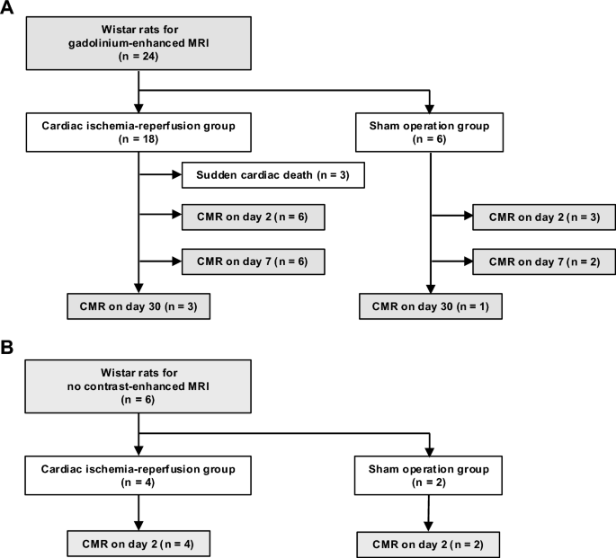 Time series analysis of ex-vivo ischemia-reperfused heart using Q-space imaging